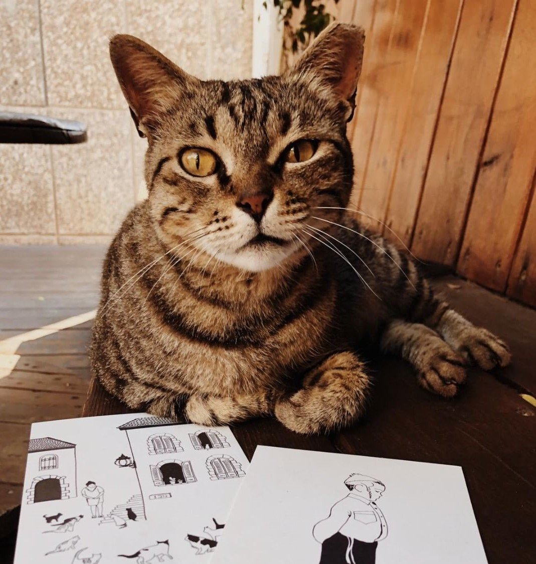 A stray cat at his favourite place to stay in Tel Aviv