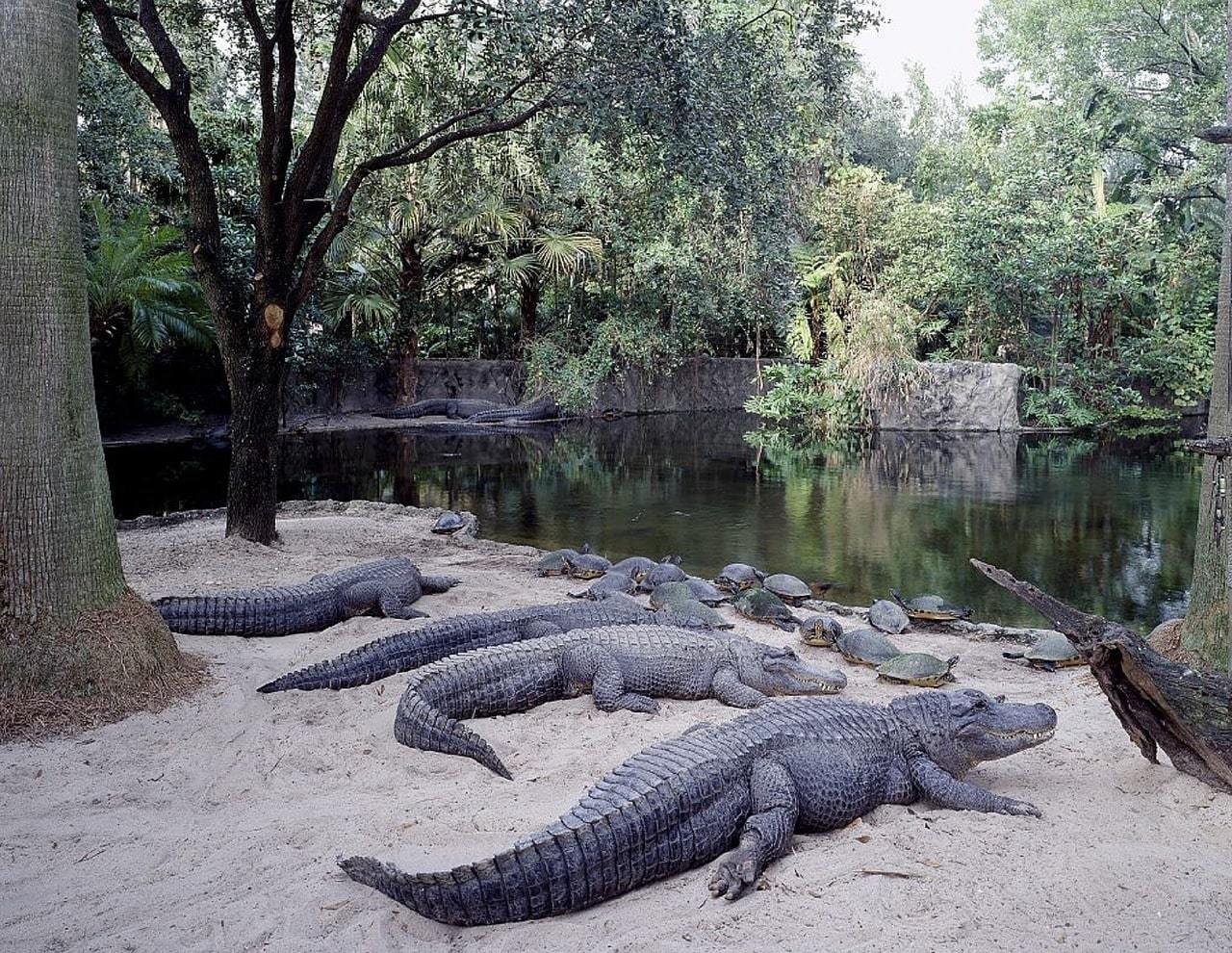 Busch Gardens