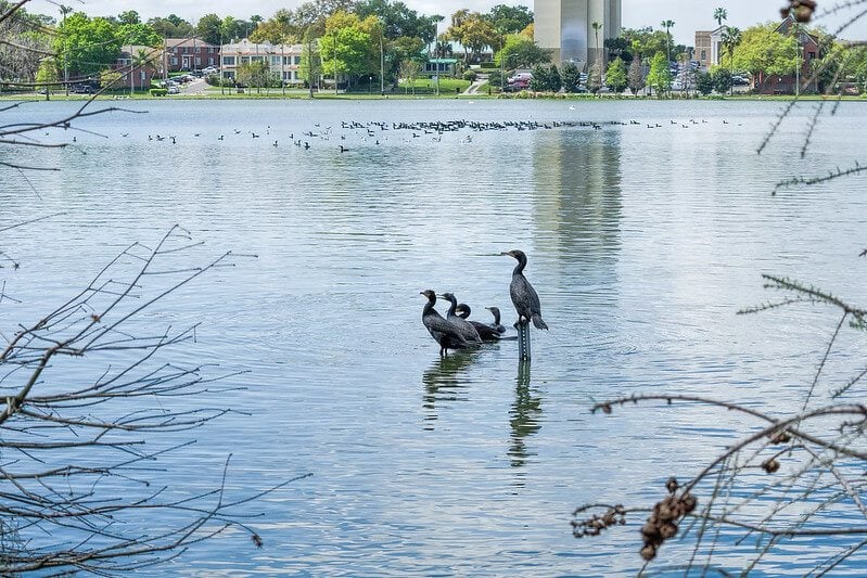 Lake Morton