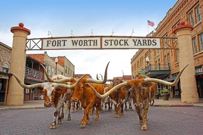 Mr Stockyards VIP Experience