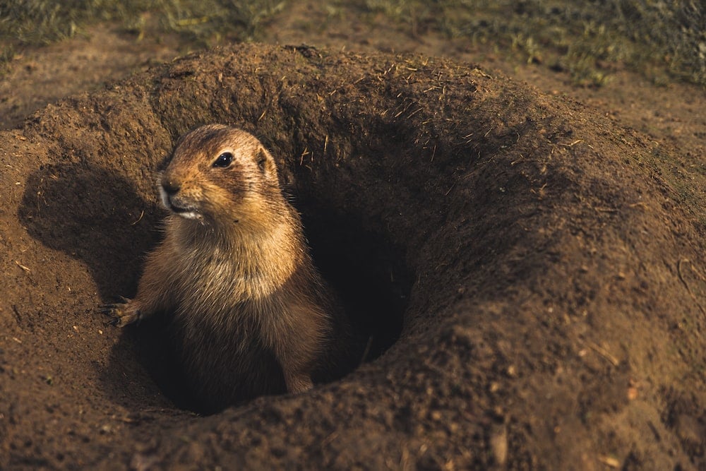 prairie dogs in lubbock