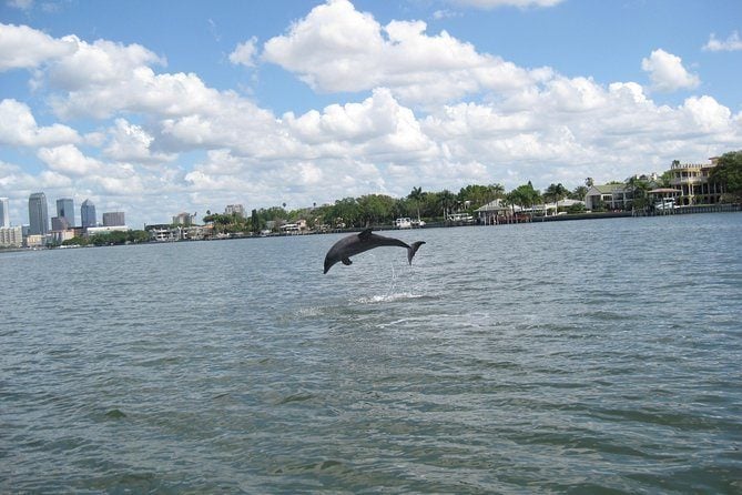 See Dolphins on the Late Afternoon Cruise