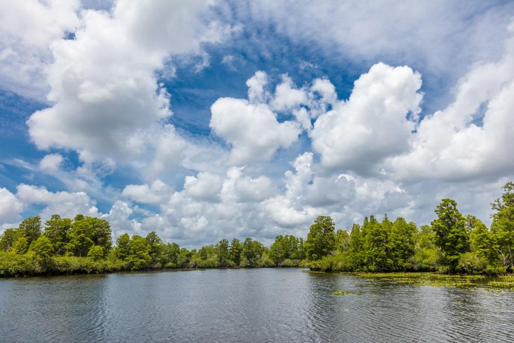 Lettuce Lake Regional Park