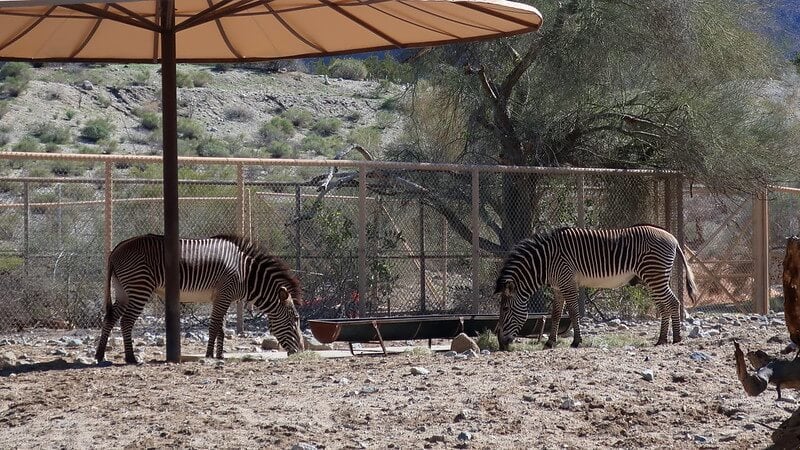 The Living Desert Zoo and Gardens