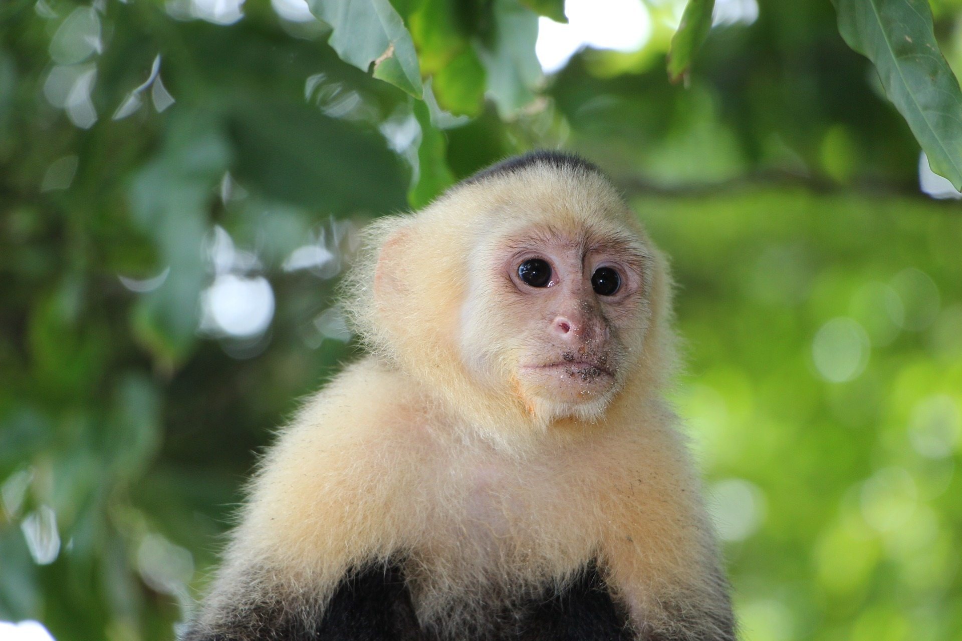 White-faced capuchin monkeys