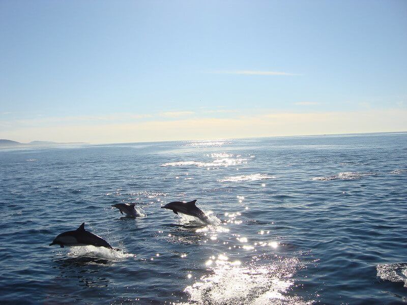 newport whale watching