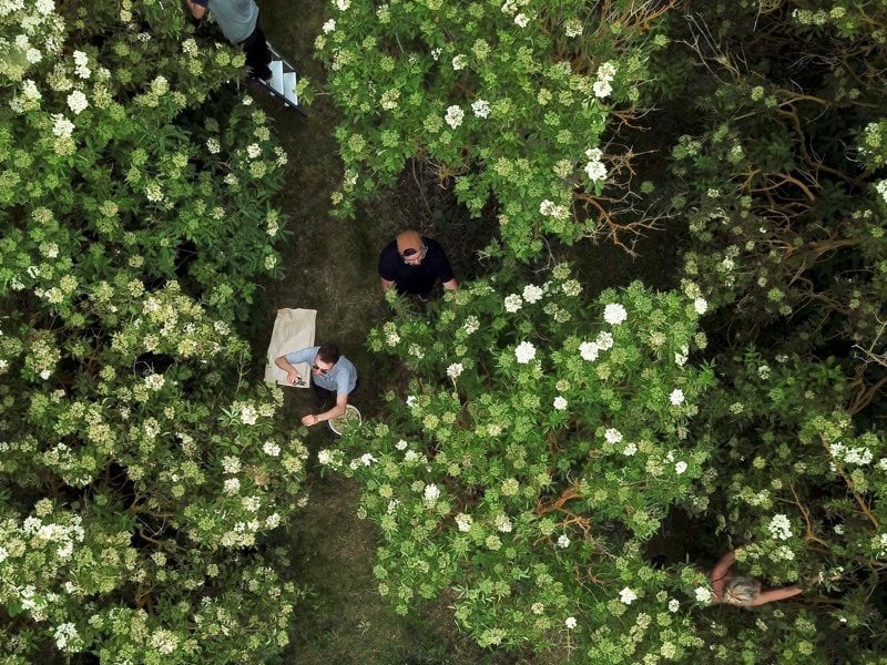 foraging ingredients noma copenhagen