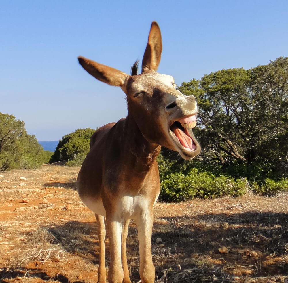 Donkey getting excited about anal sex in hostels