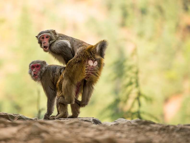 monkeys having sex travel as a couple