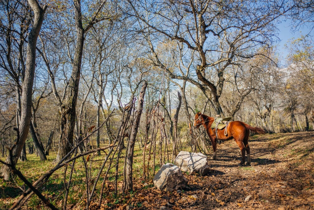 walnut forest near arslanbob kyrgyzstan