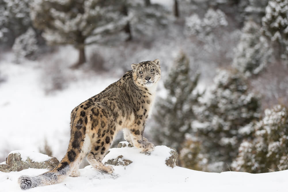 snow leopard tour in kyrgyzstan 