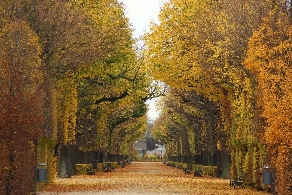 autumn colors in vienna