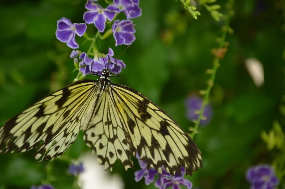 Take a Stroll Through the Butterfly Garden and Insectarium