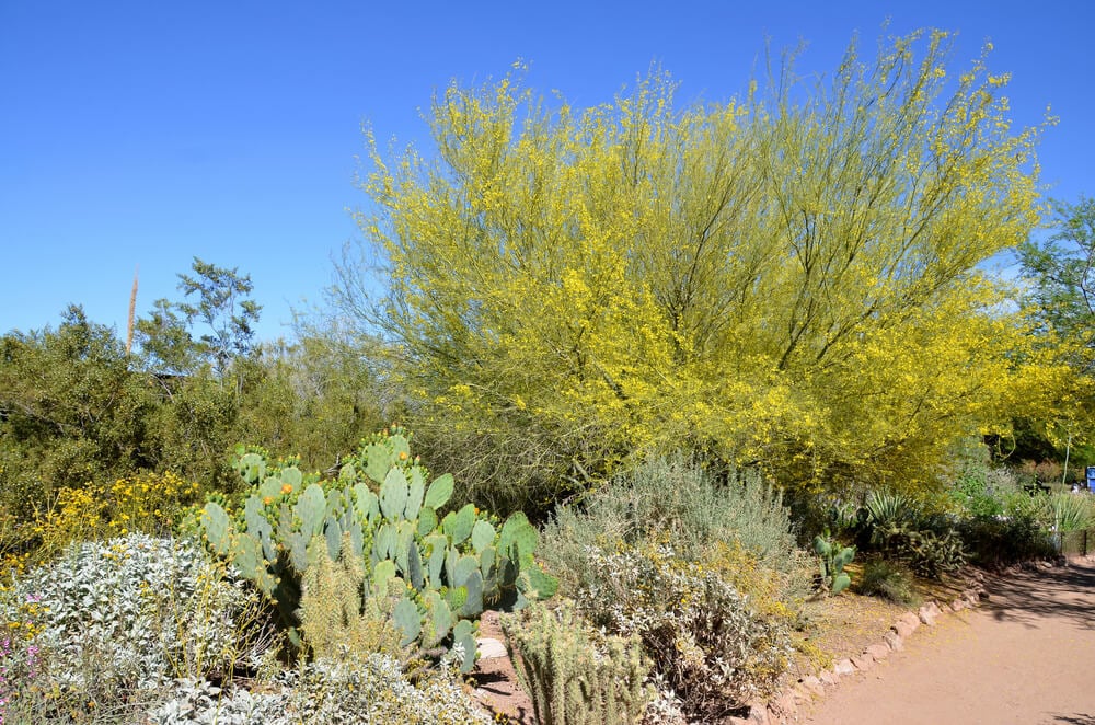 Desert Botanical Garden