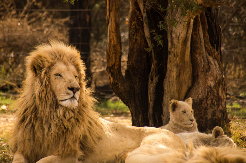 Lion Park