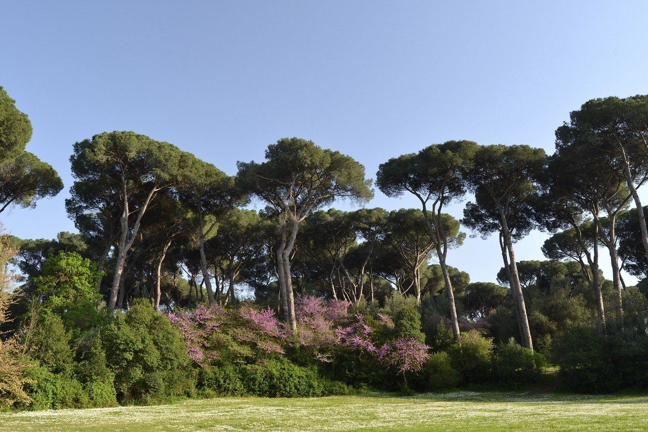 Rome in Spring