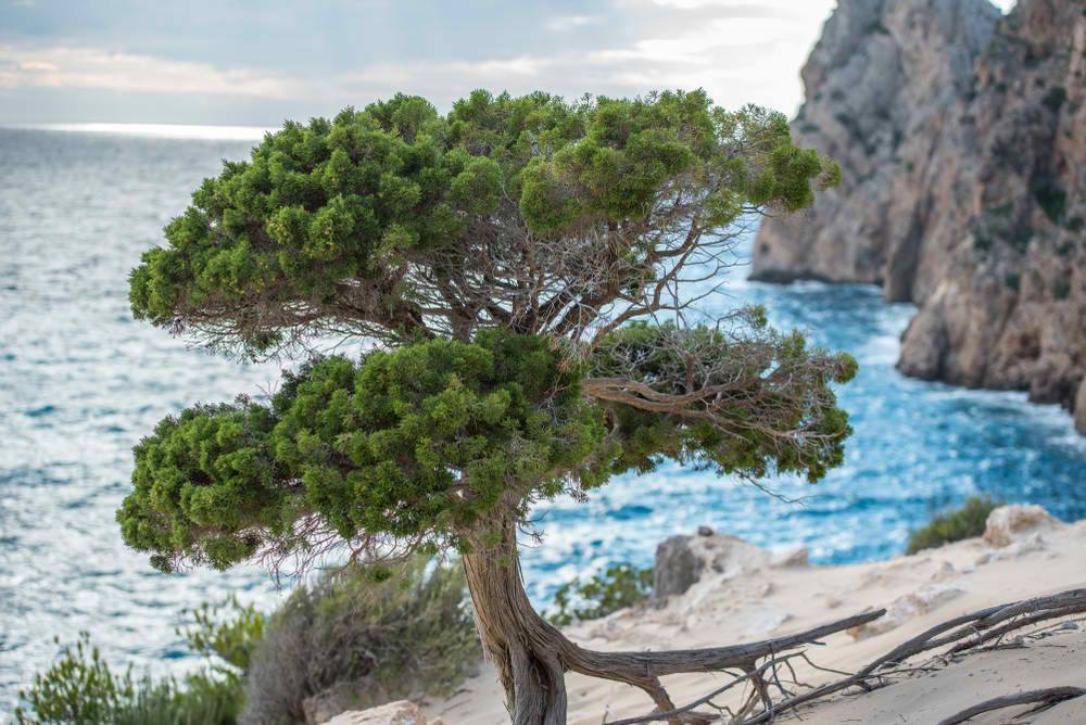 Sa Pedrera de Cala DHort