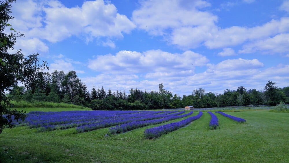 Terre Bleu Lavender Farm