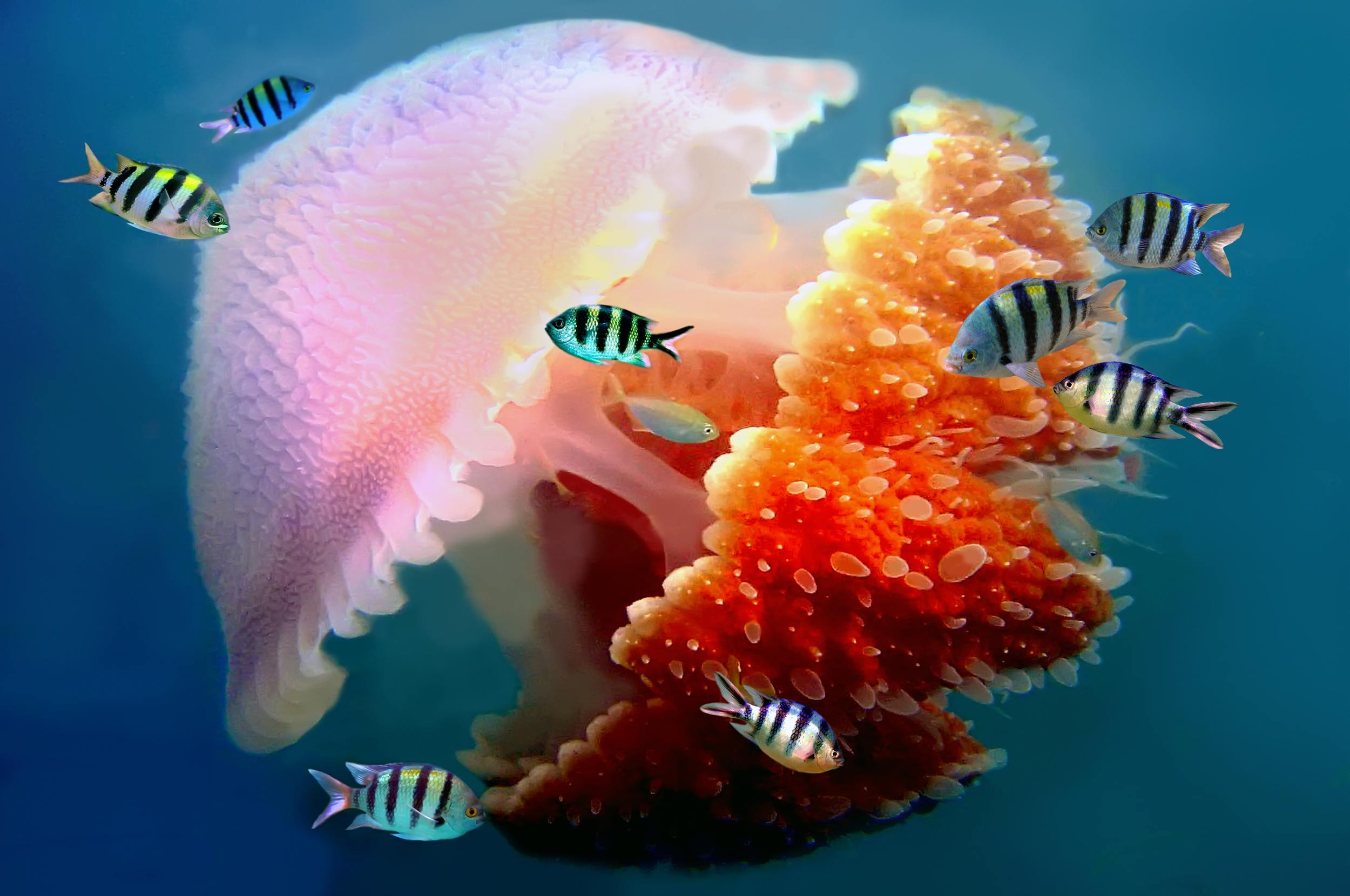 jellyfish in australia