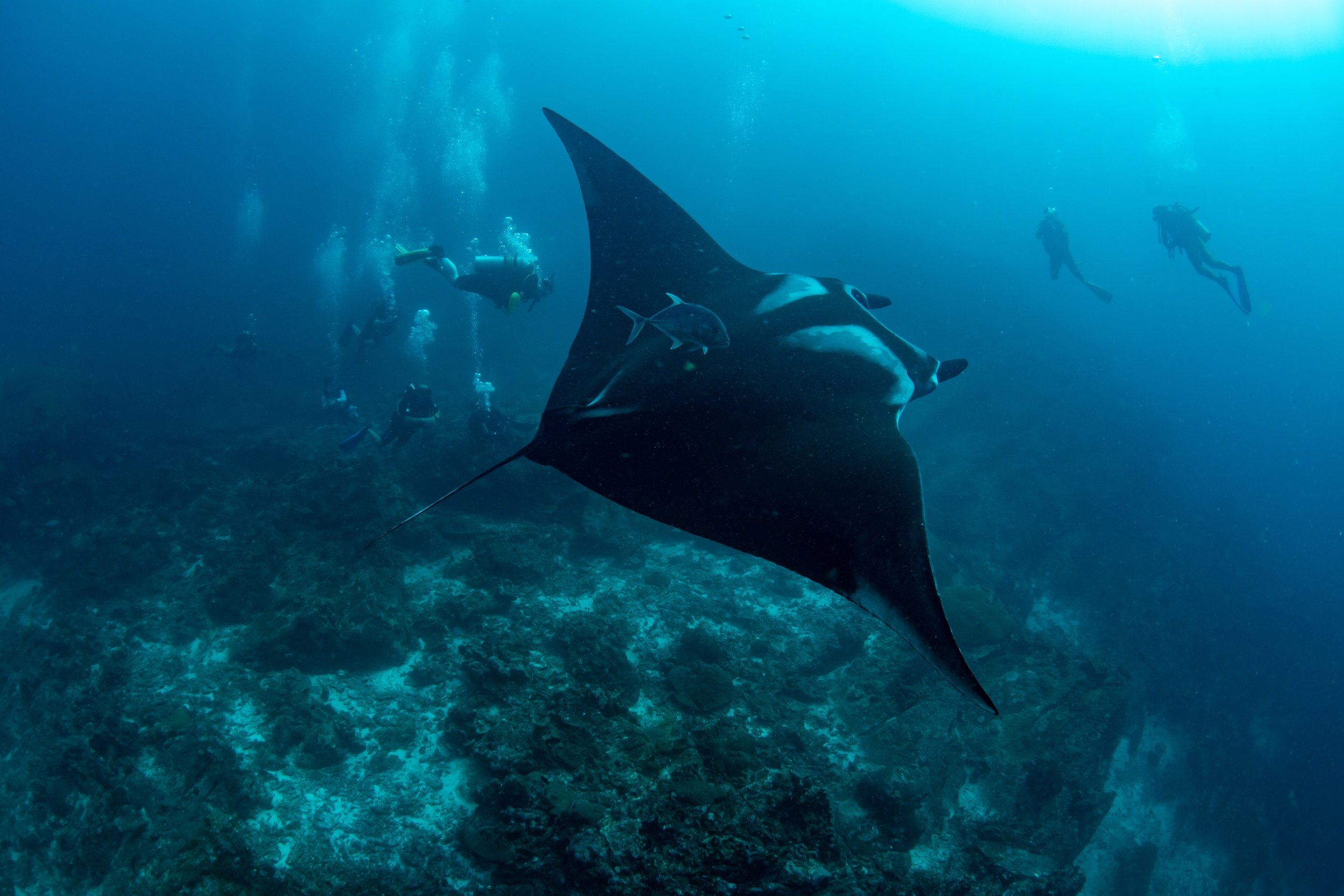 diving with manta rays in the komodo islands