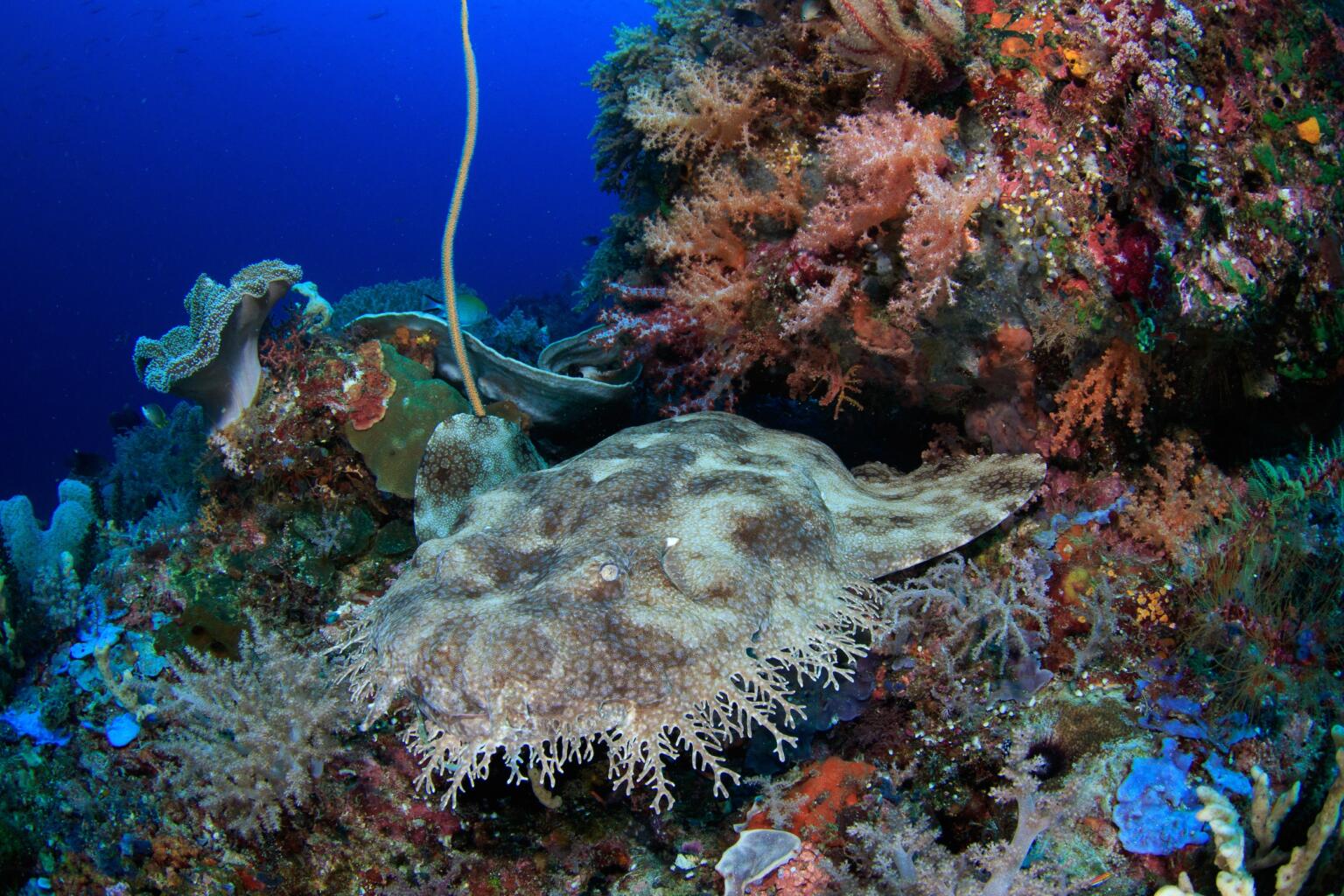 diving in raja ampat