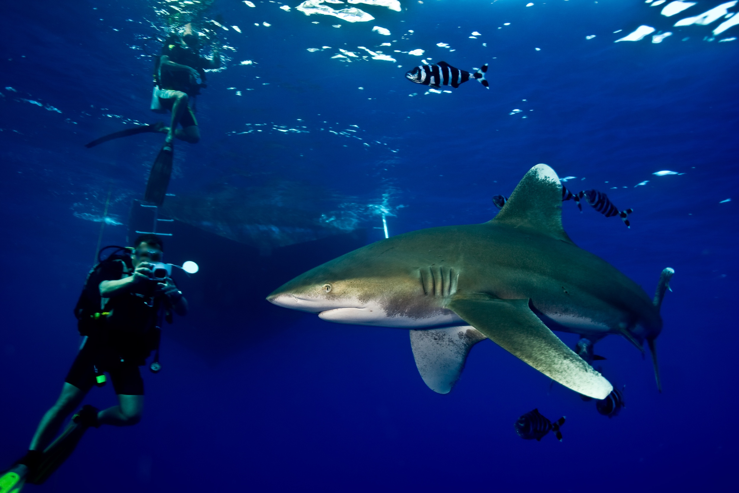 swimming with sharks in red sea