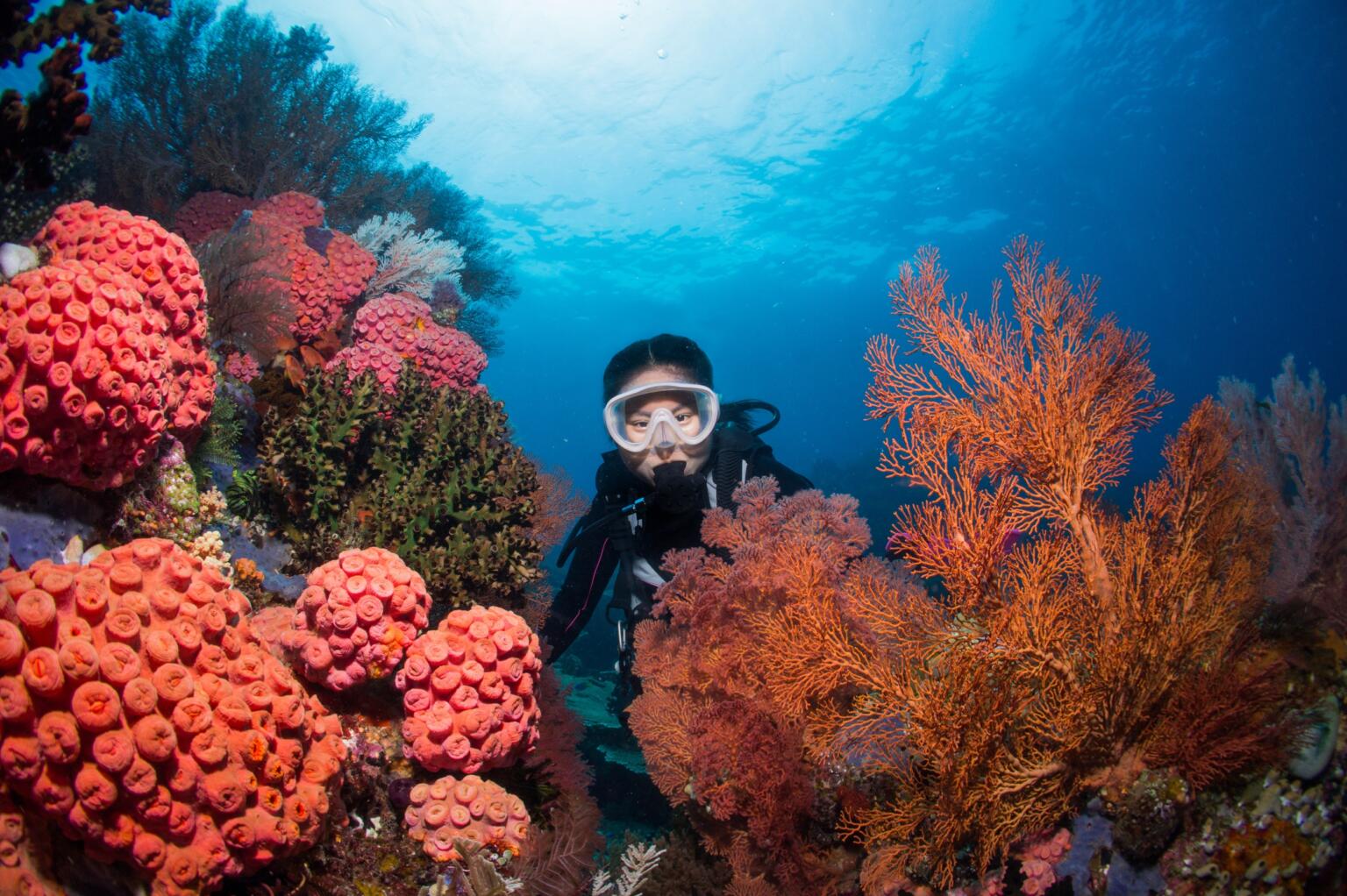 diving with a liveaboard in indonesia