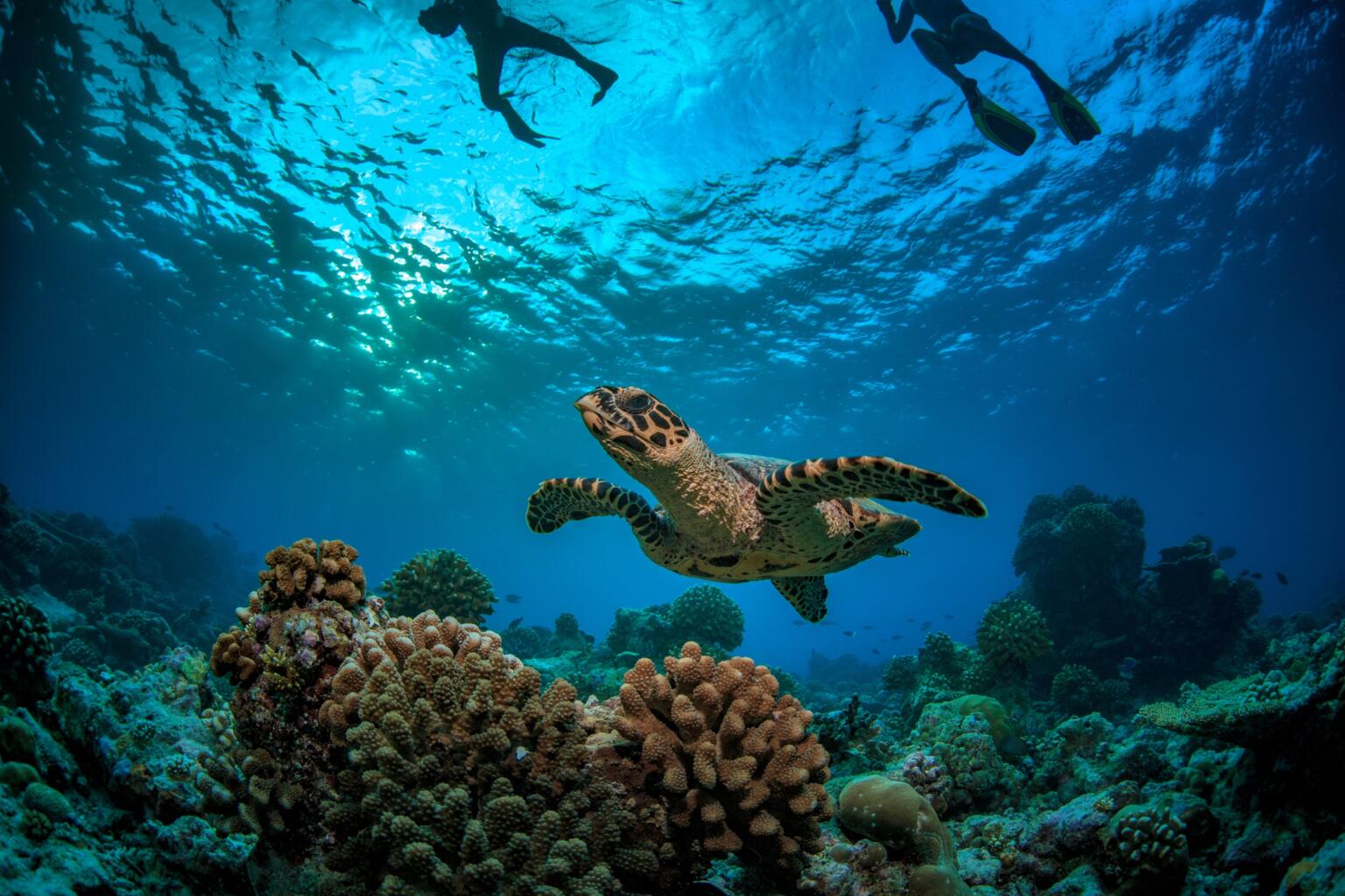 diving with sea turtles in maldives