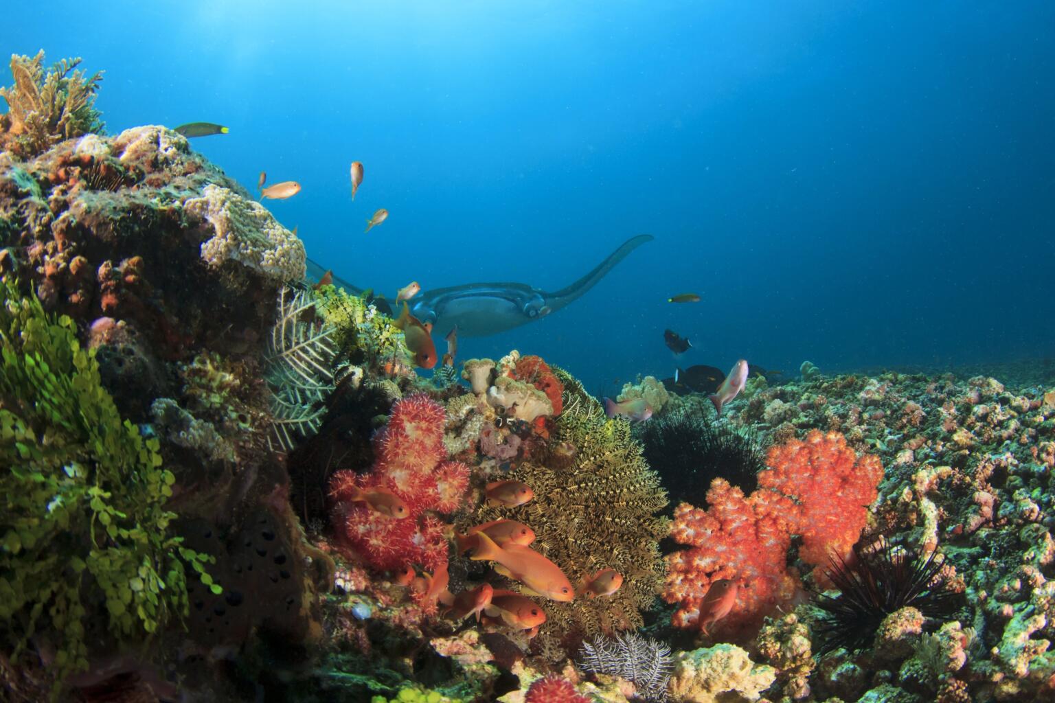 liveaboards near komodo island