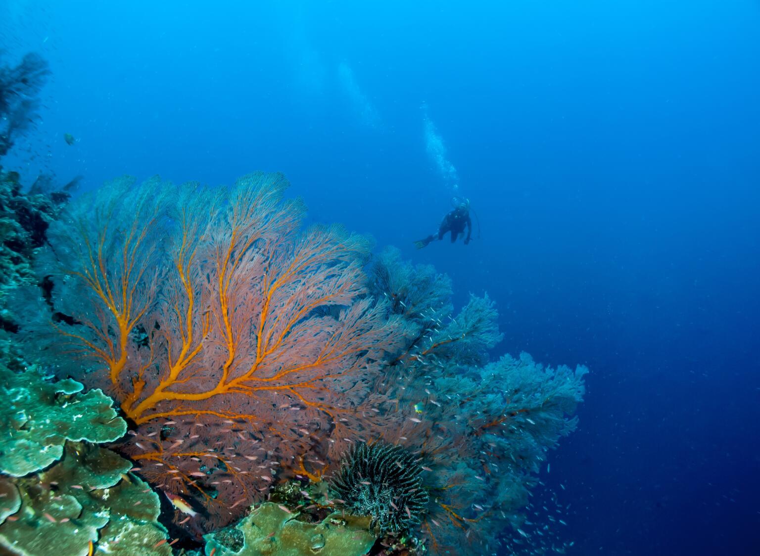 diving in australia with a liveaboard