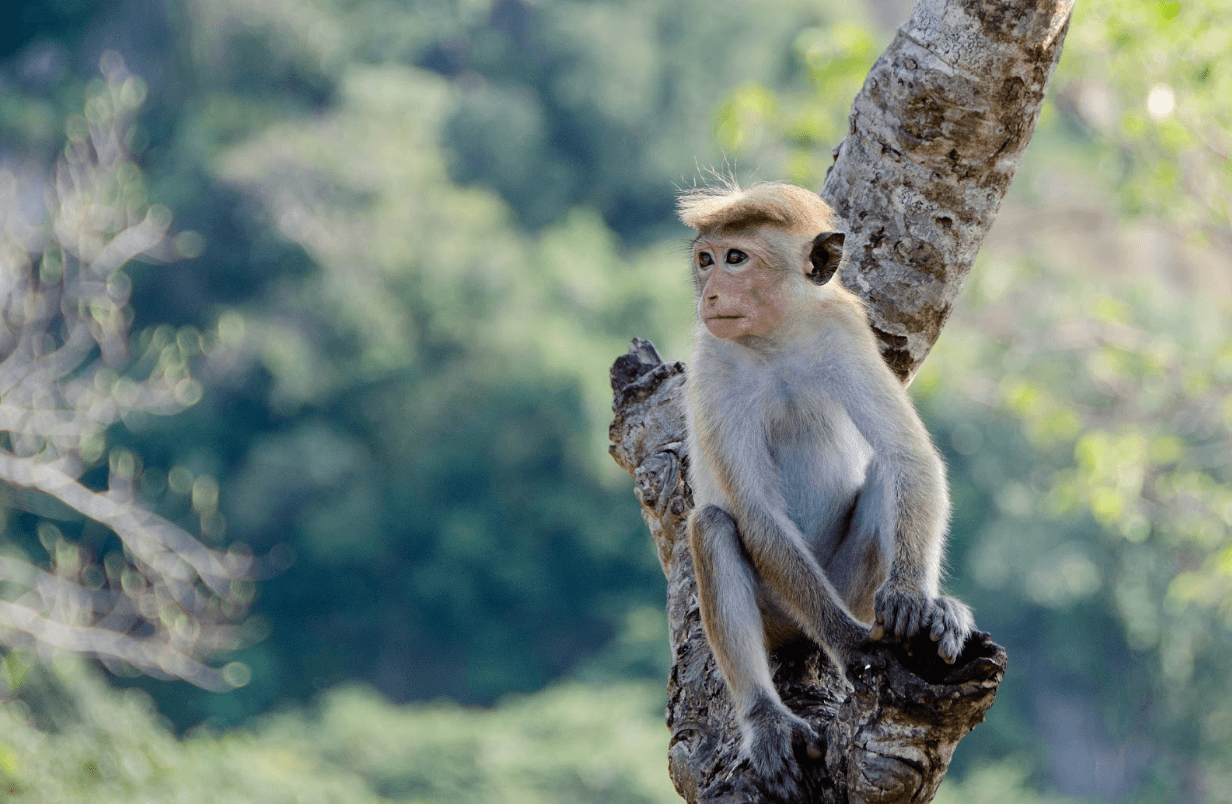 Monkey Sri Lanka