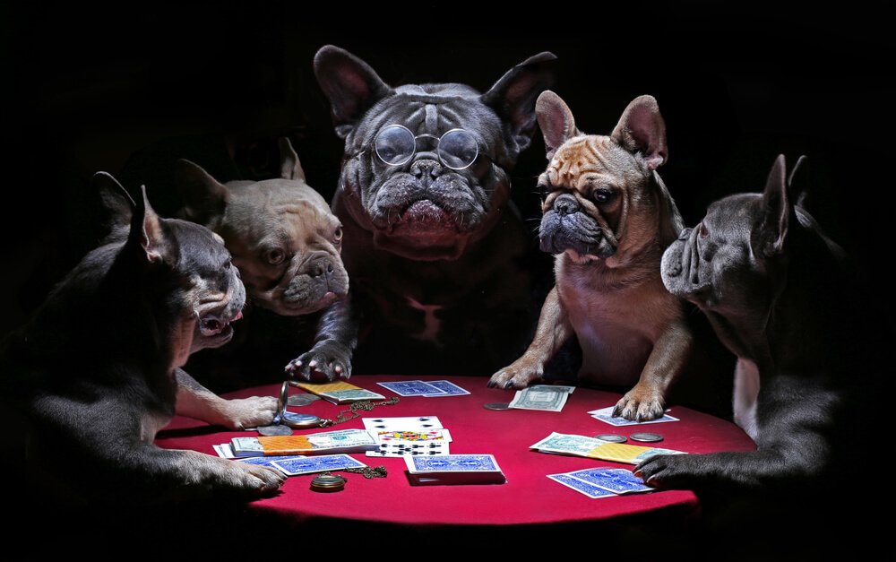 French bulldogs playing cards