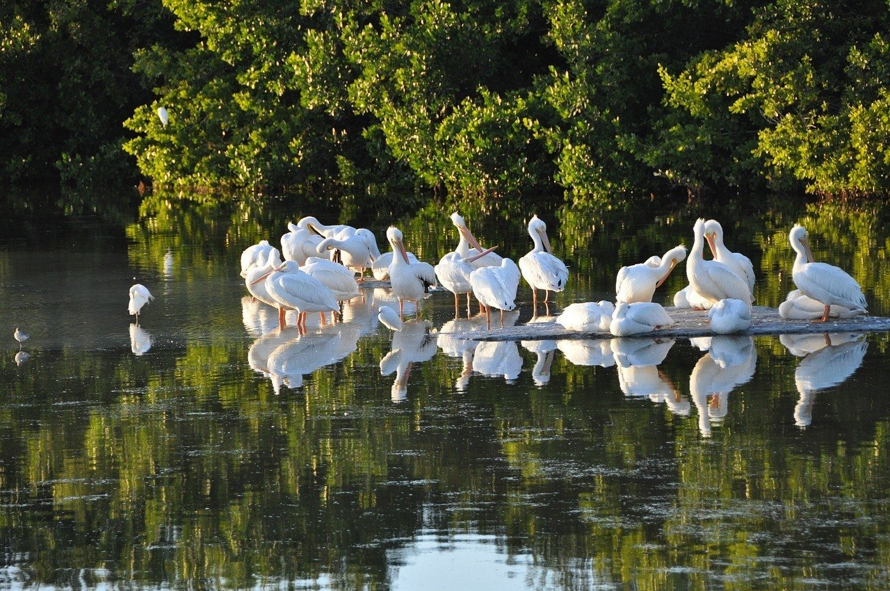 fort myers - Isla de Sanibel