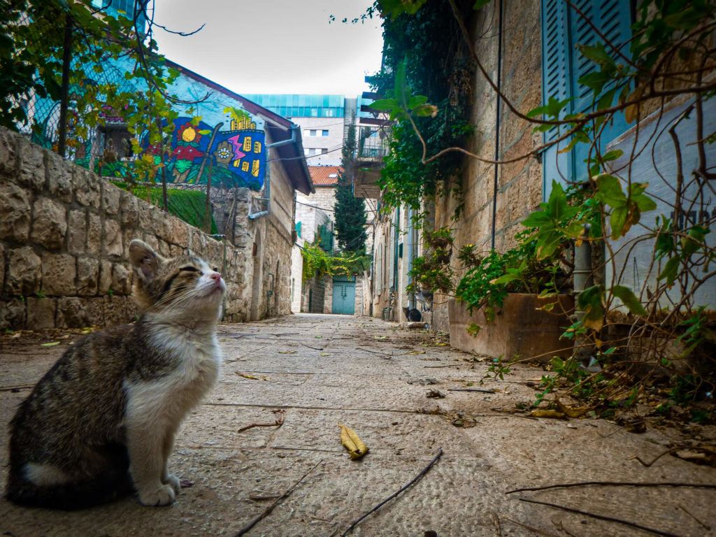 A stray cat in an old neighbourhood in Jerusalem