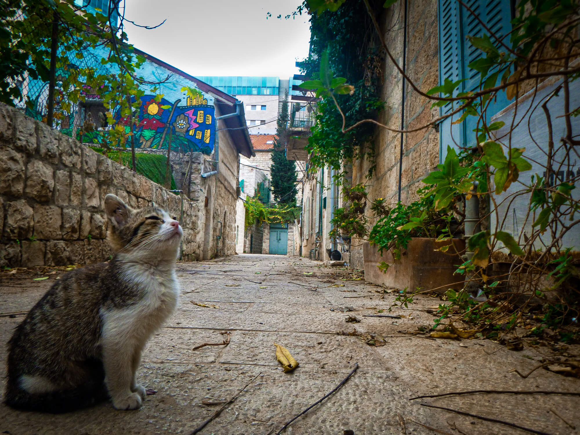 Kitty in Jerusalem - a must-pat in Israel