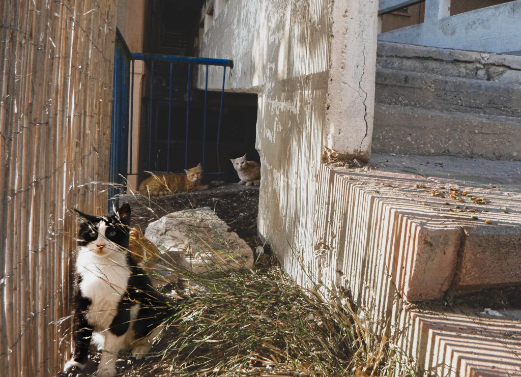 A group of street cats in the Old Town neighbourhood in Nazareth