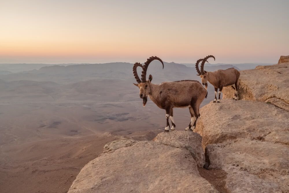 Ibex at Miztpe Ramon Crater - a top place to visit in Israel