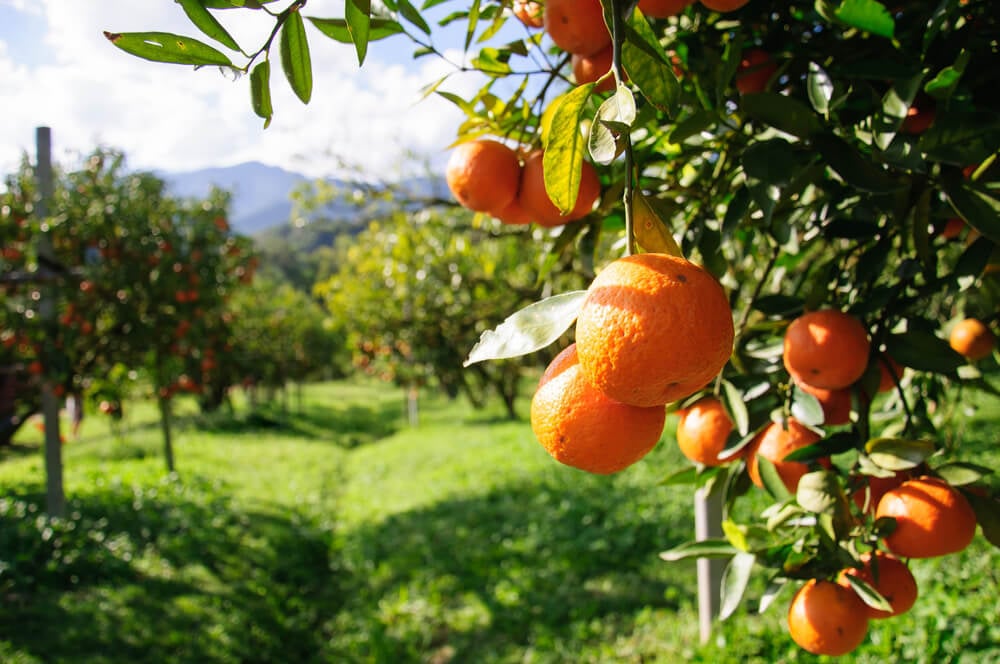 Orange trees on a kibbutz of Israel's beaten track