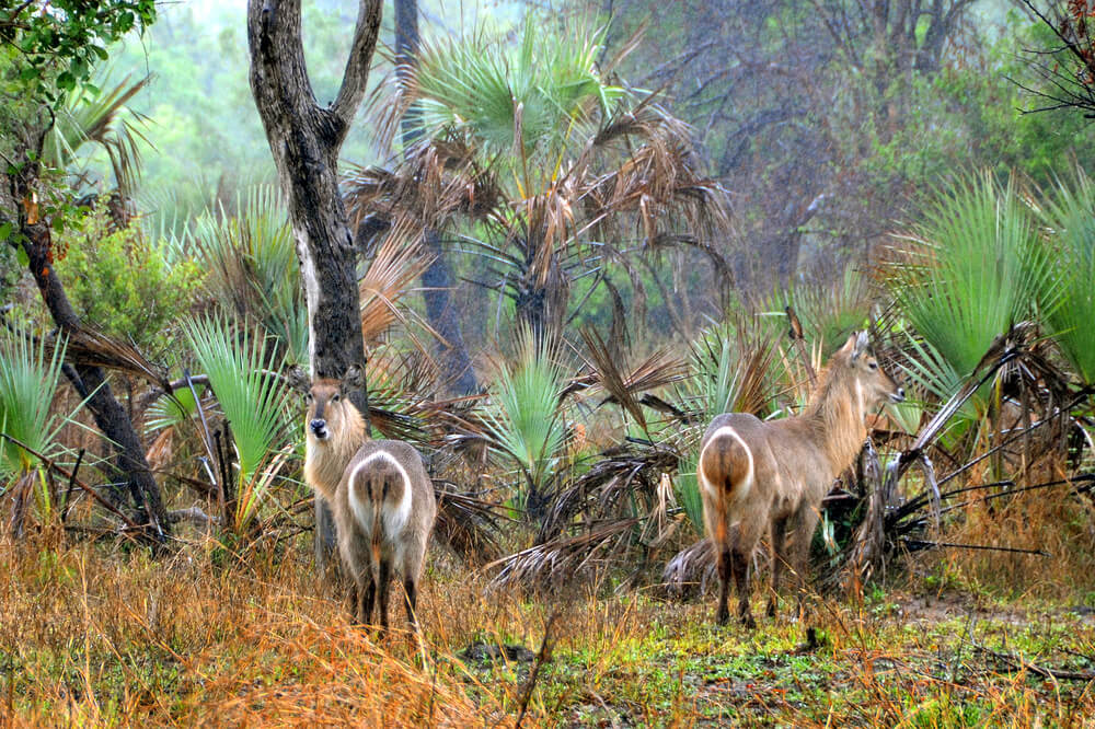 Best Place For A Safari in Mozambique