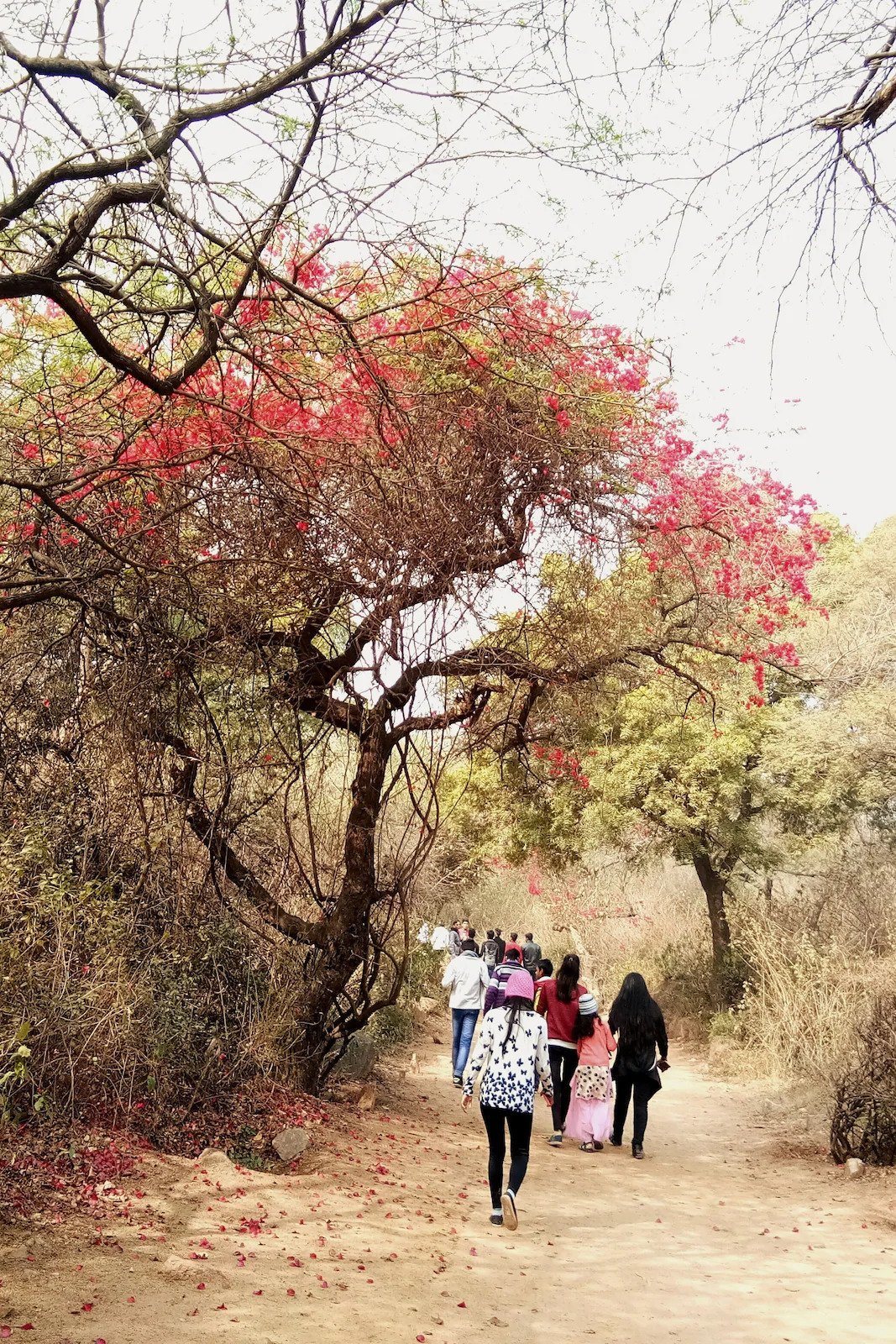 Guided Hike Through Delhi’s Forest