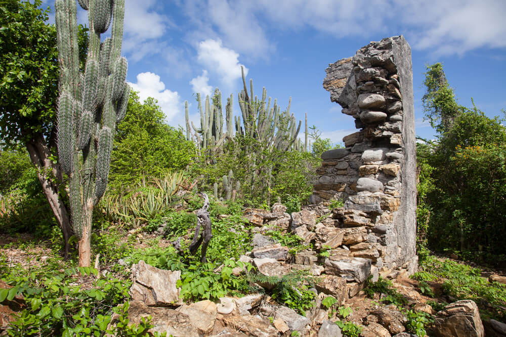 green bush in Sabana Westpunt Curacao