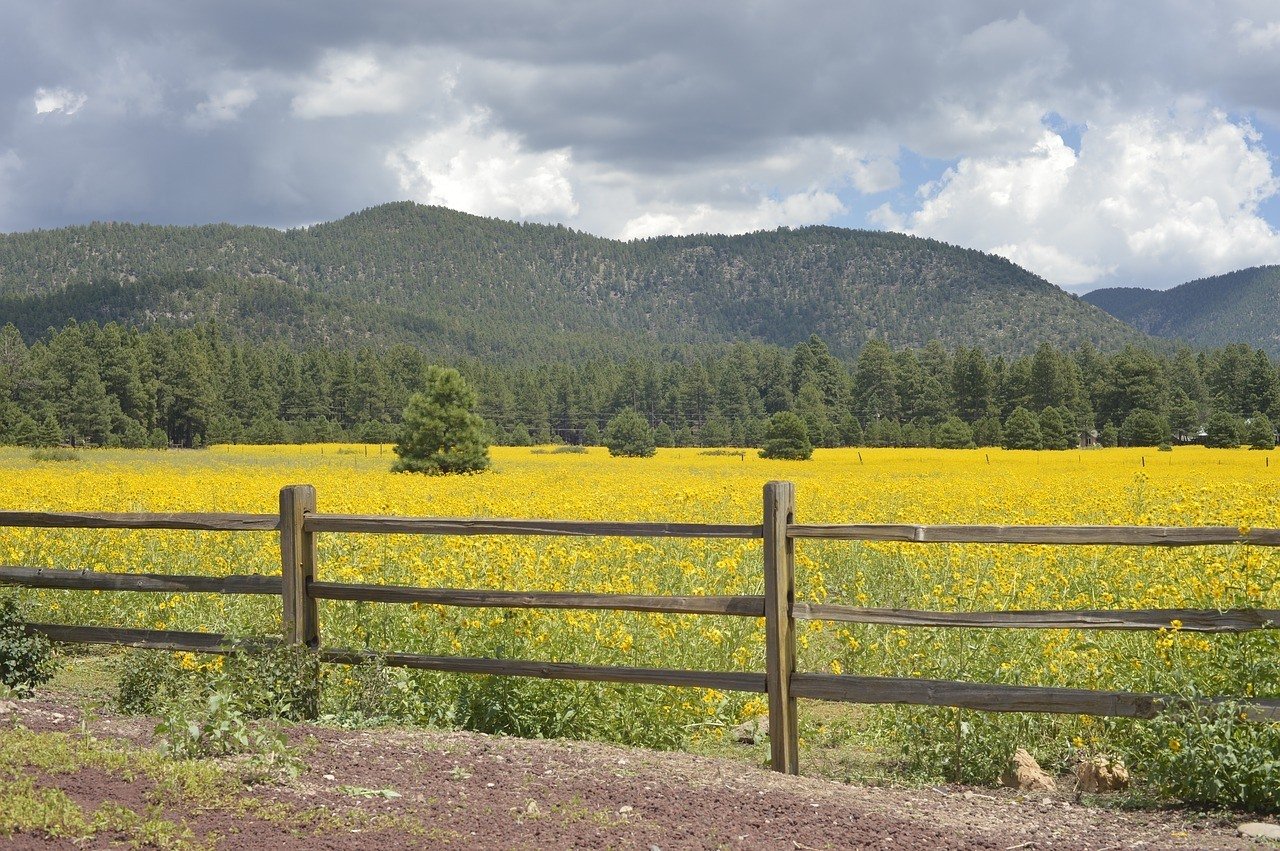 Staying in a Cabin in Flagstaff