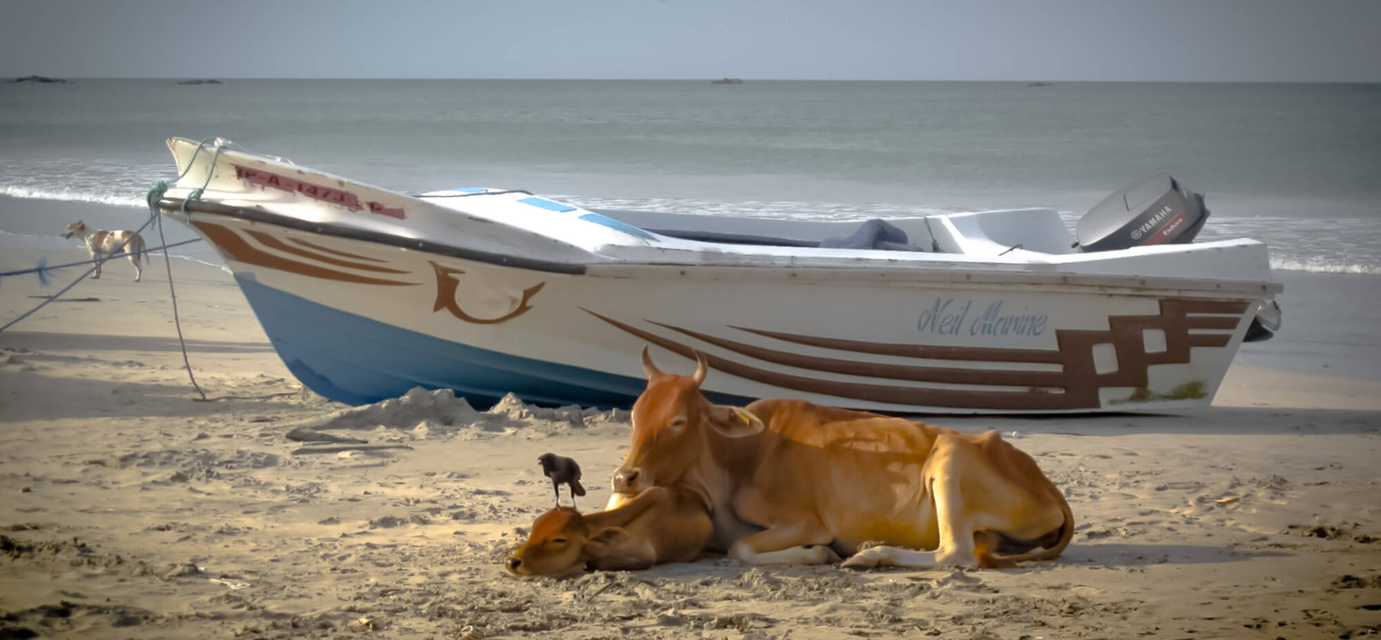 Cows sleeping on a sandy beach