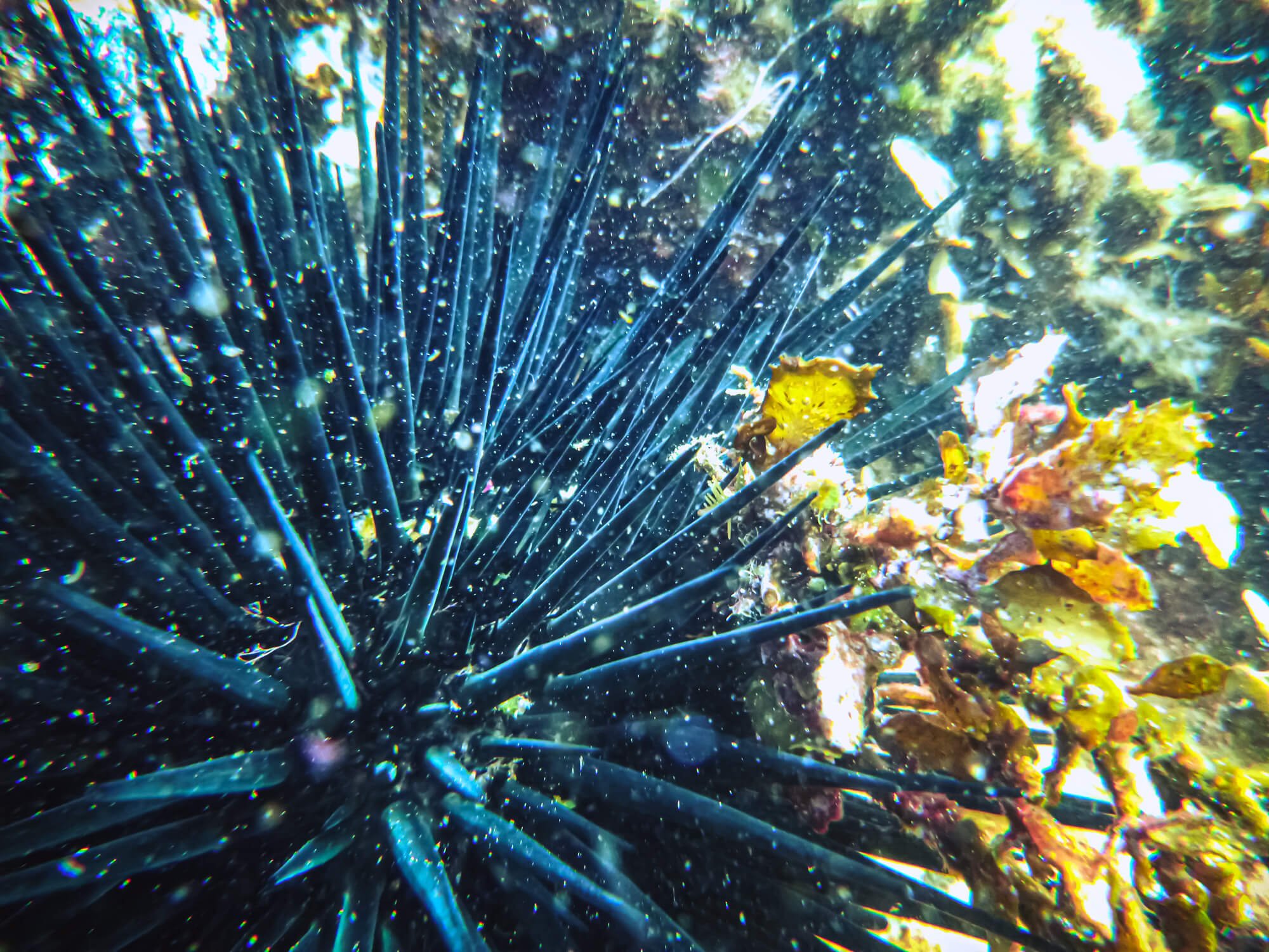 Close-up of a sea urchin while scuba diving in Mauritius