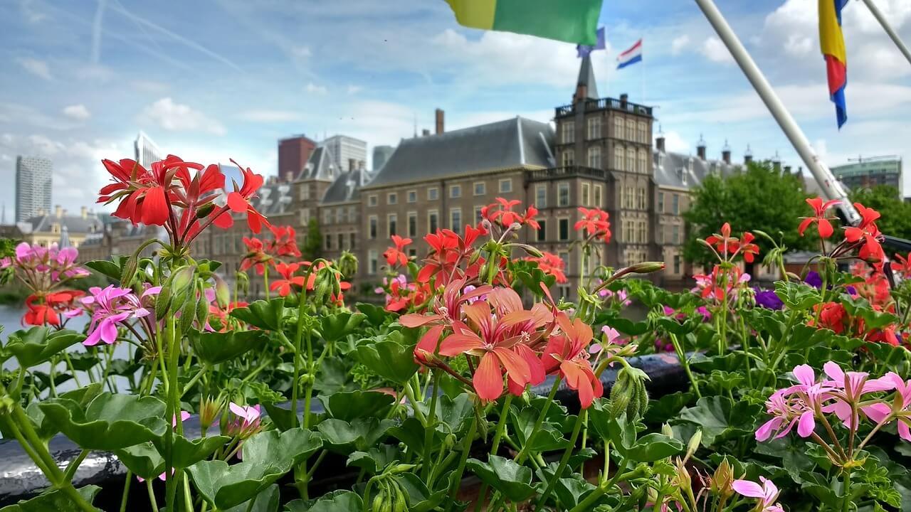 den hague flowers
