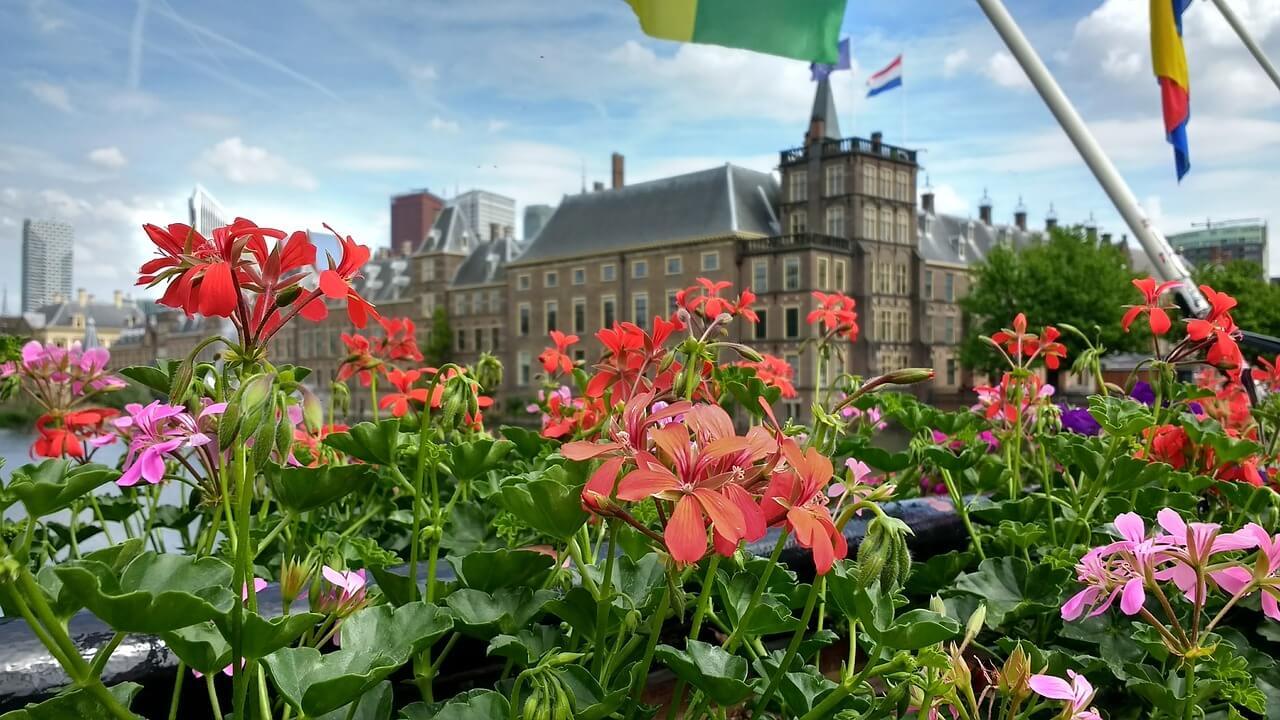 den hague flowers 