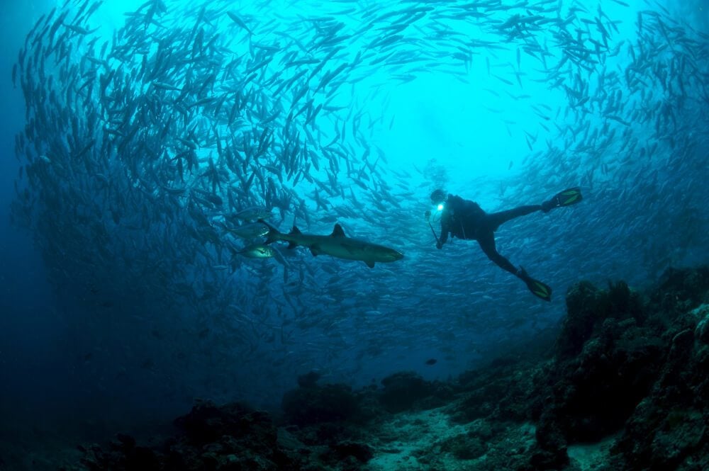 Scuba diver in Mauritius with barracudas and sharks