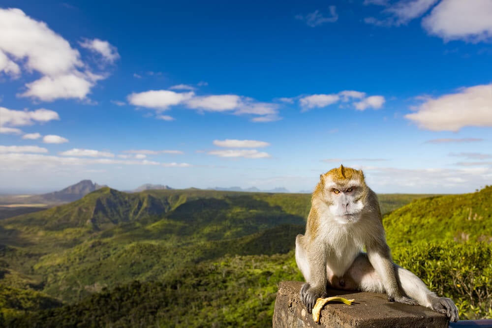 Grumpy monkey in Black River Gorges National Park - must-do Mauritius hiking