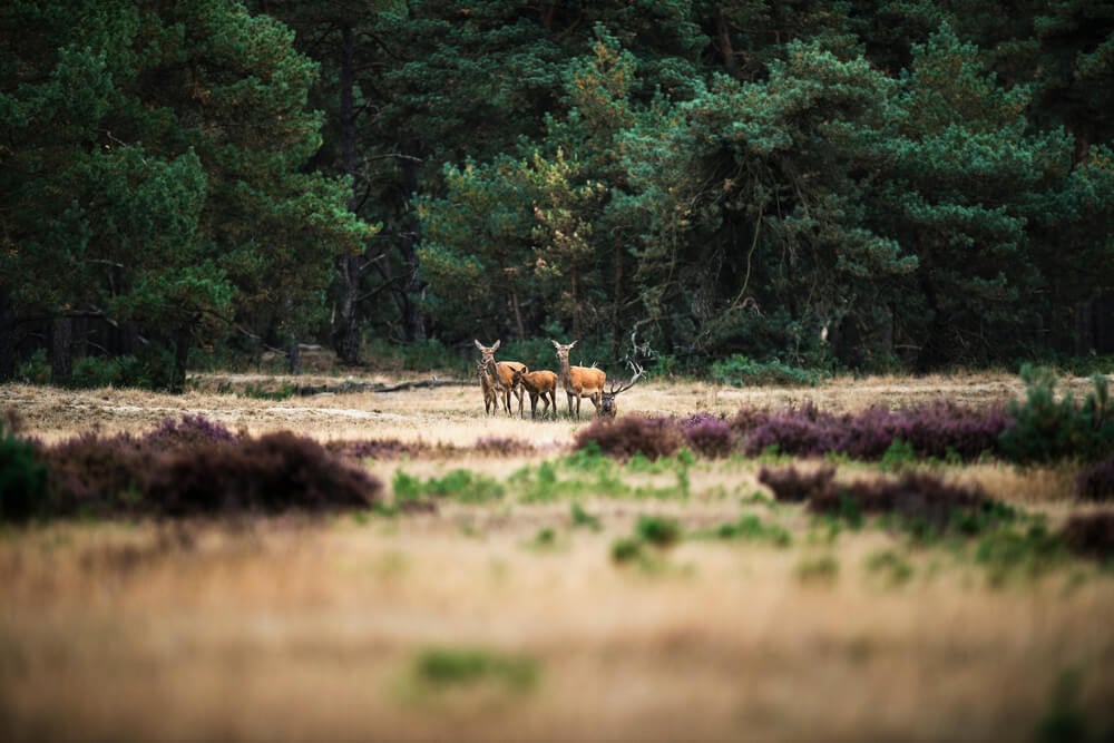 hoge Valwue national park