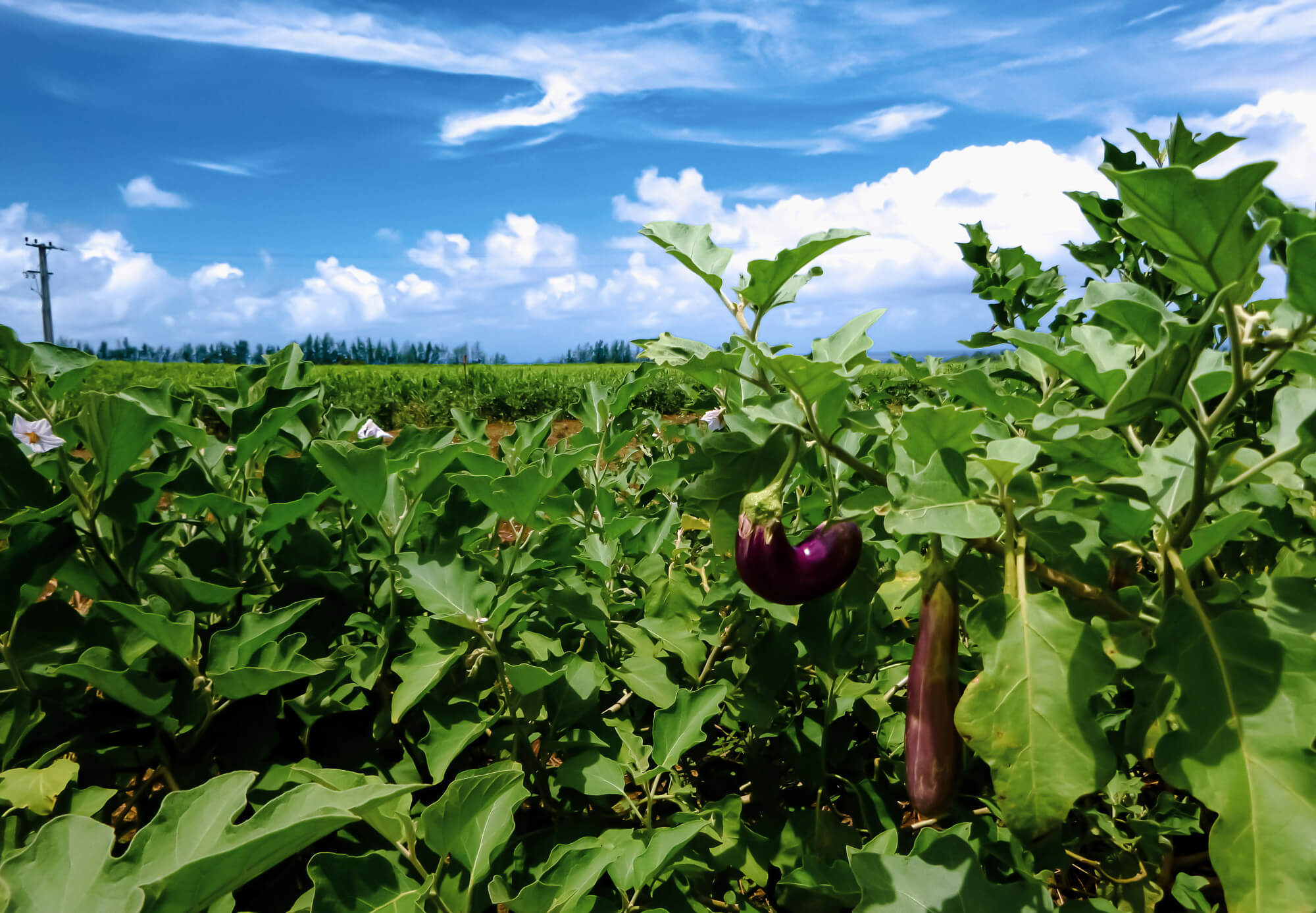 Photographing eggplant crops while sightseeing in Mauritius